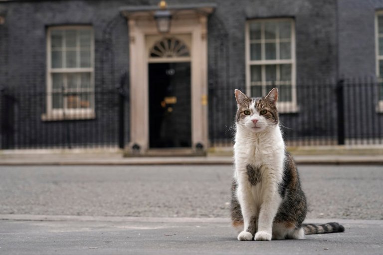 Larry the cat, Britain's Chief Mouser at 10 Downing Street for 15 years, in photos | iNFOnews.ca