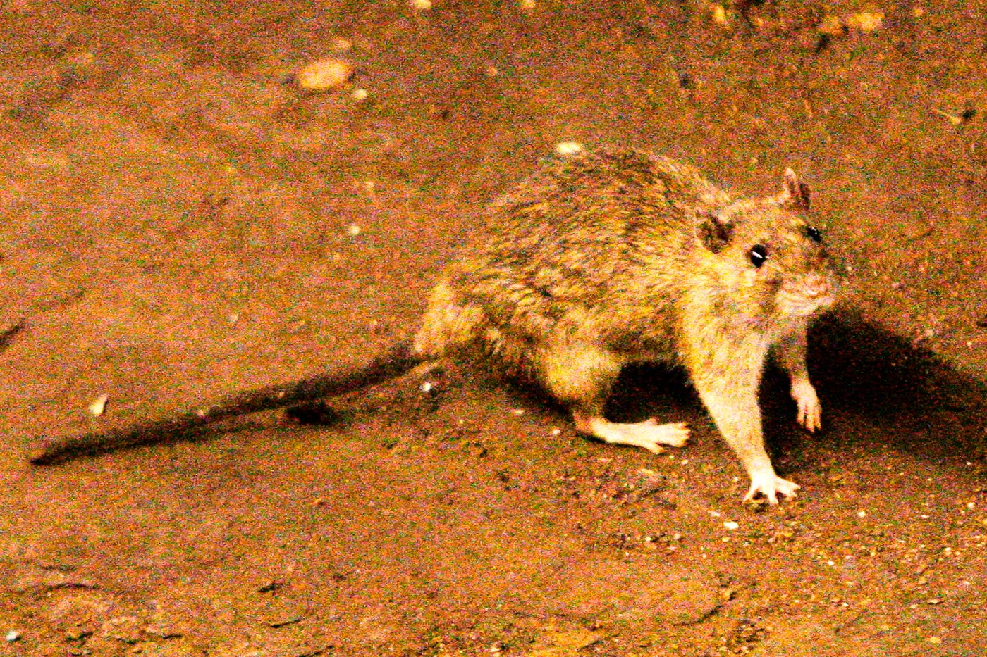 Worried about hantavirus? Take precautions when opening cottages, sheds, PHAC expert advises | iNFOnews.ca