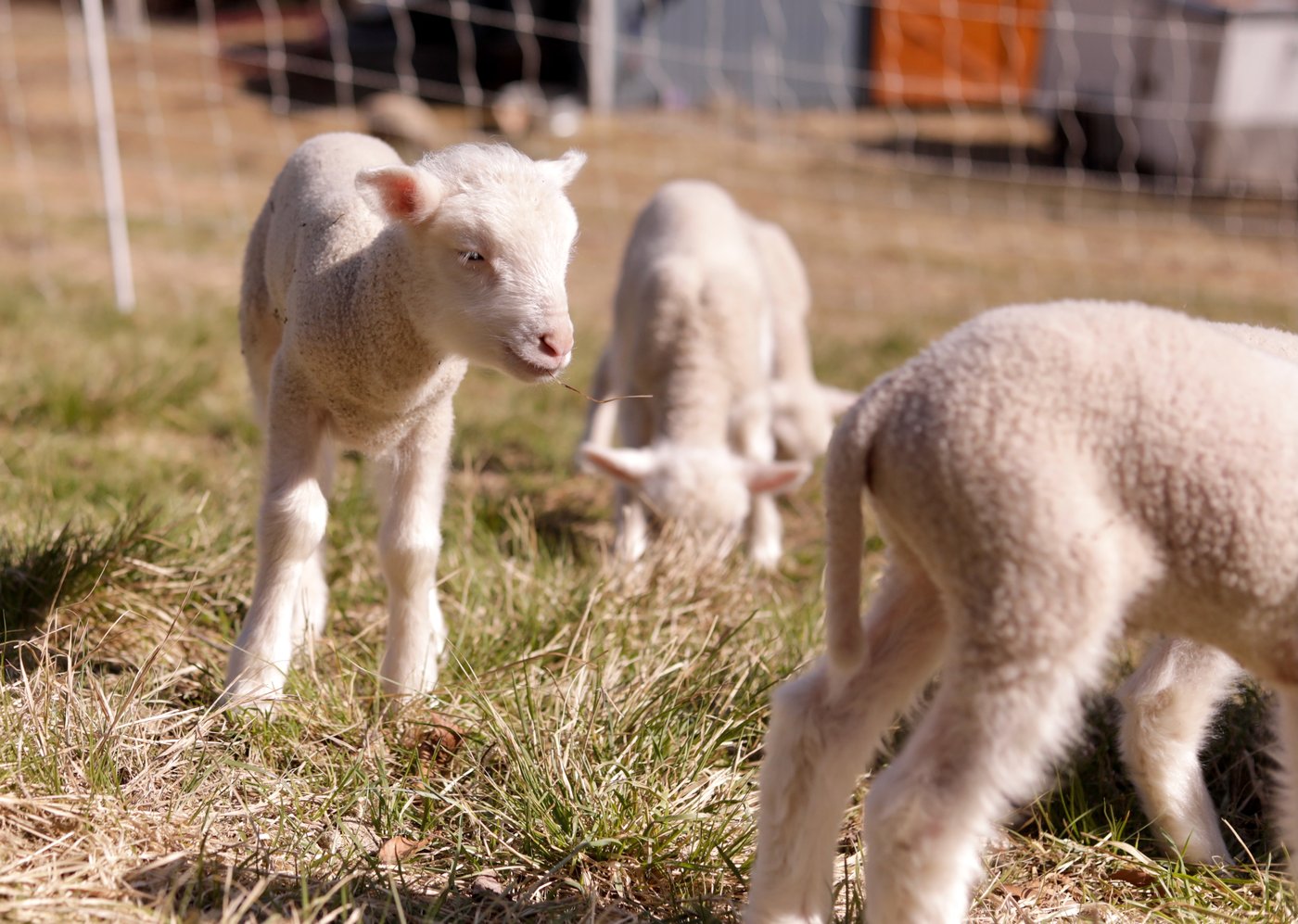 Farmers in Vermont expected a sheep to have twins. She ended up having rare sextuplets | iNFOnews.ca Farmers in Vermont expected a sheep to have twins. She ended up having rare sextuplets | iNFOnews.ca