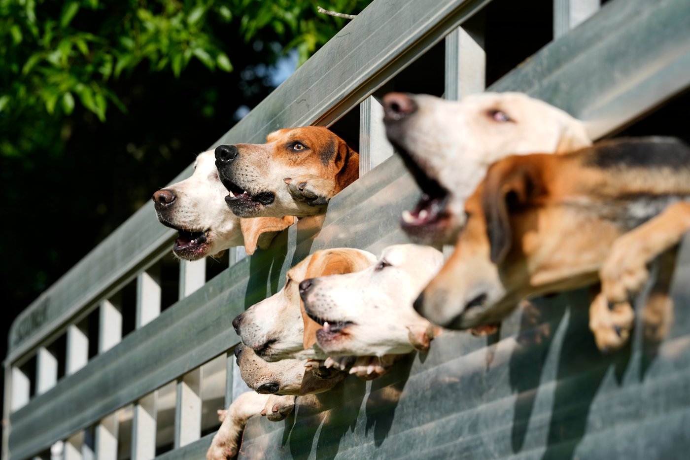 At the Iroquois Steeplechase, the foxhounds kick off the horse races with a howling fun dog parade | iNFOnews.ca At the Iroquois Steeplechase, the foxhounds kick off the horse races with a howling fun dog parade | iNFOnews.ca