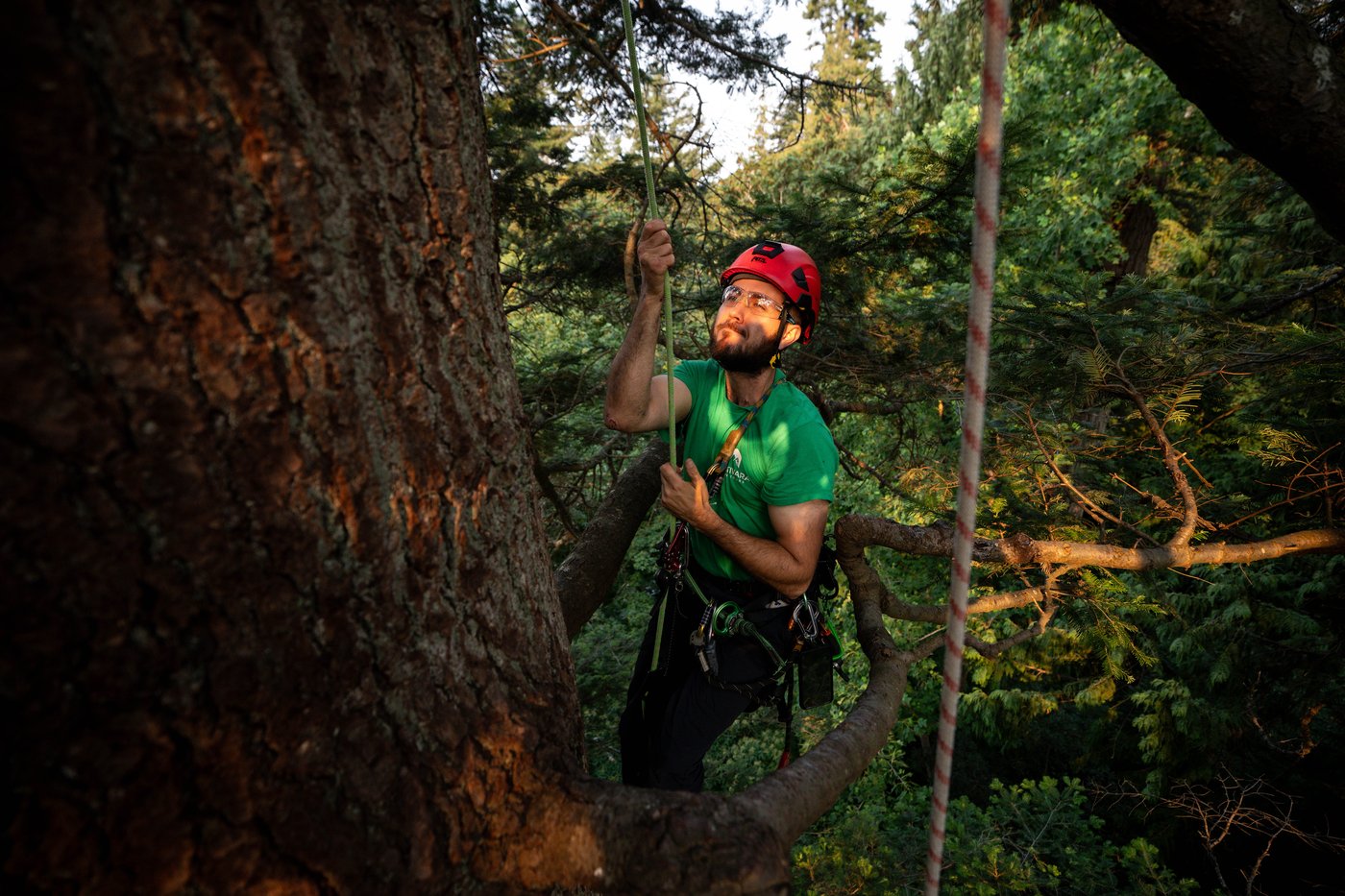 Take a bough: Climbing takes relationship with B.C.'s trees to the next level | iNFOnews.ca