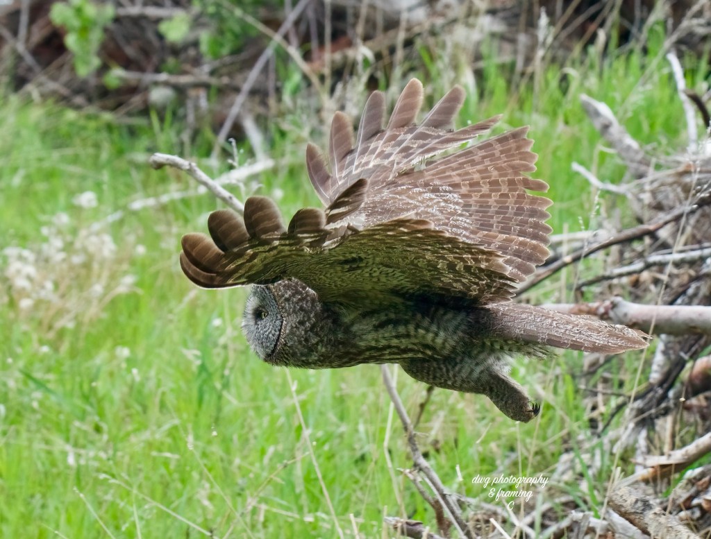 iN PHOTOS: Majestic great grey owls hunt in Okanagan, Kamloops | iNFOnews.ca