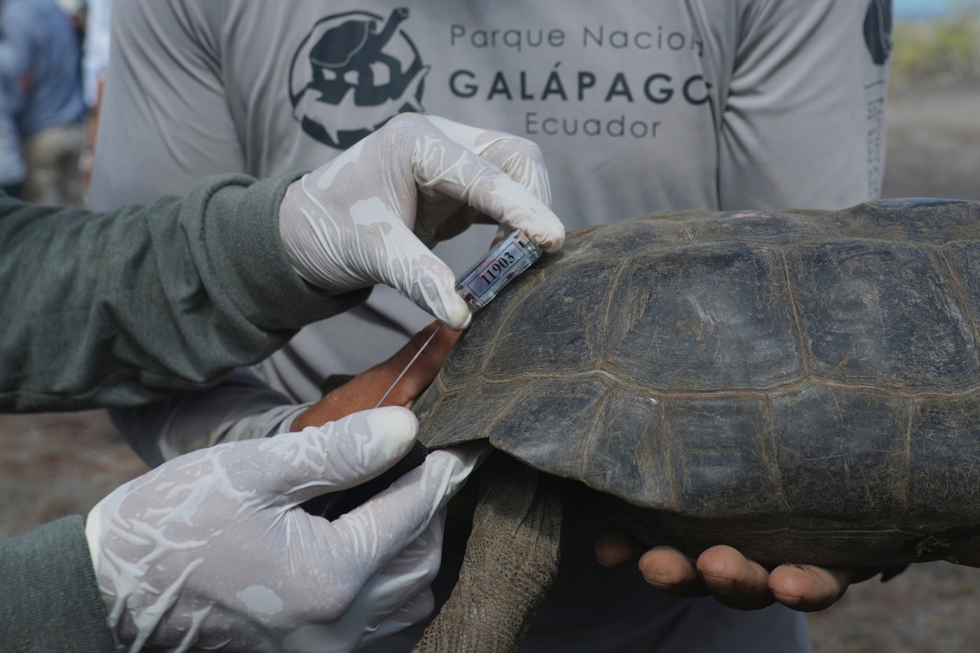 Galápagos park releases 158 juvenile hybrid tortoises on Floreana to restore the ecosystem | iNFOnews.ca Galápagos park releases 158 juvenile hybrid tortoises on Floreana to restore the ecosystem | iNFOnews.ca
