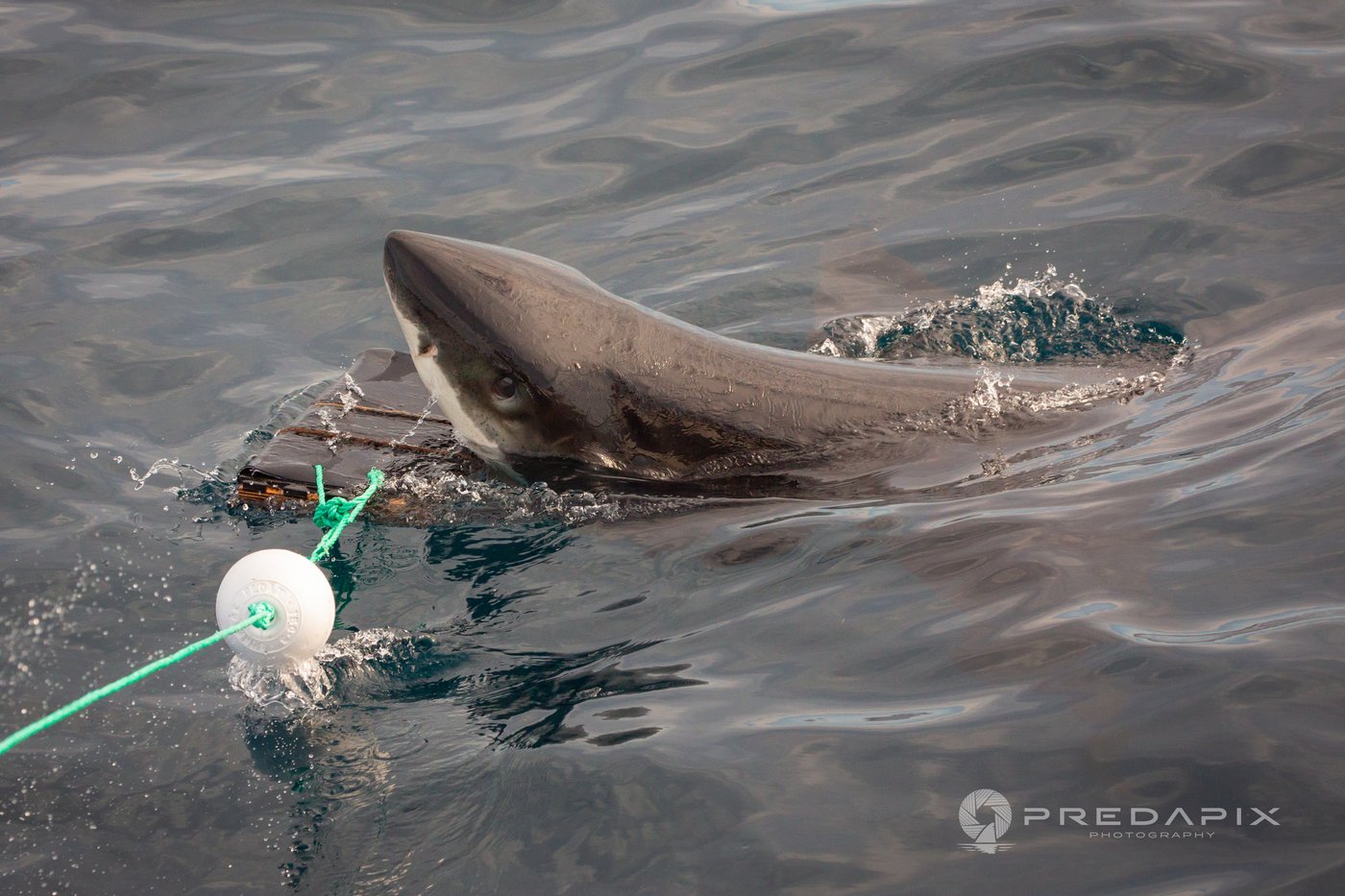 Scientists find new bite-resistant wetsuits can reduce shark bite injuries | iNFOnews.ca