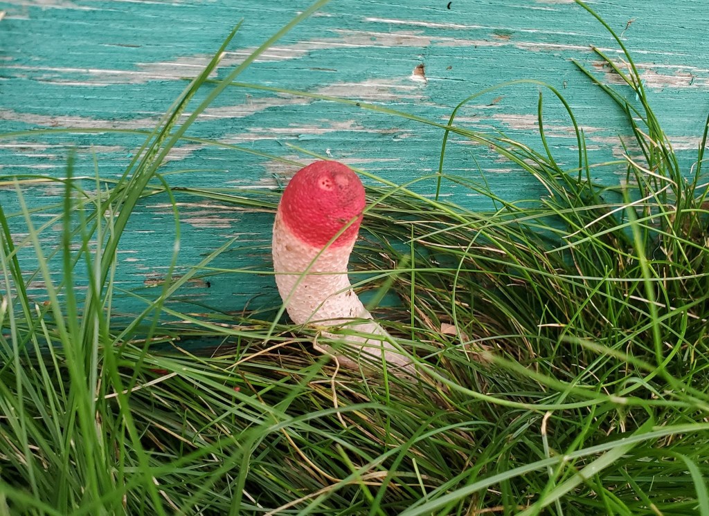 iN PHOTOS: Funky fungus finds in Thompson-Okanagan | iNFOnews.ca iN PHOTOS: Funky fungus finds in Thompson-Okanagan | iNFOnews.ca
