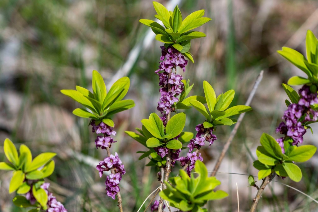 iN PHOTOS: 5 toxic plants to watch out for in Thompson-Okanagan | iNFOnews.ca