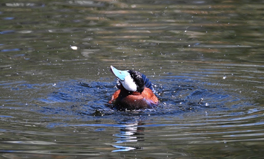 iN PHOTOS: Ducks you can spot year-round in Thompson-Okanagan | iNFOnews.ca