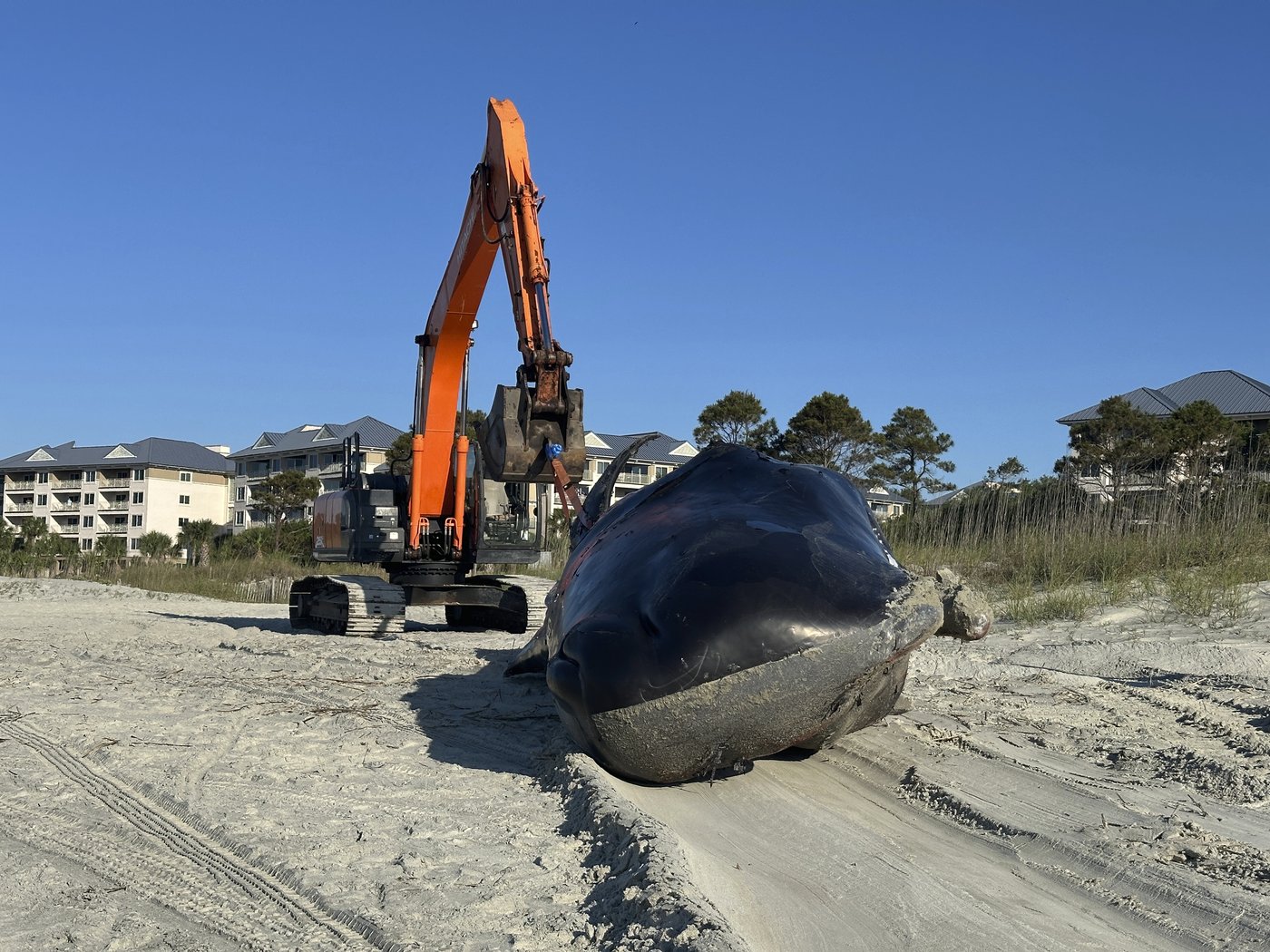 Beached whale is euthanized on South Carolina resort island | iNFOnews.ca