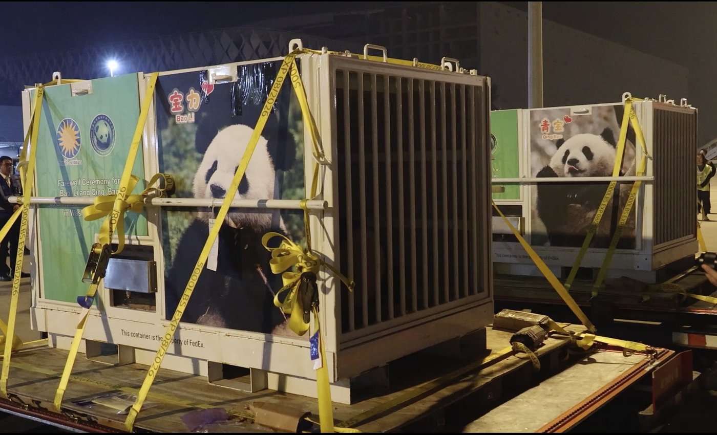 Pandas arrive at National Zoo, but won't be ready for public debut until January | iNFOnews.ca