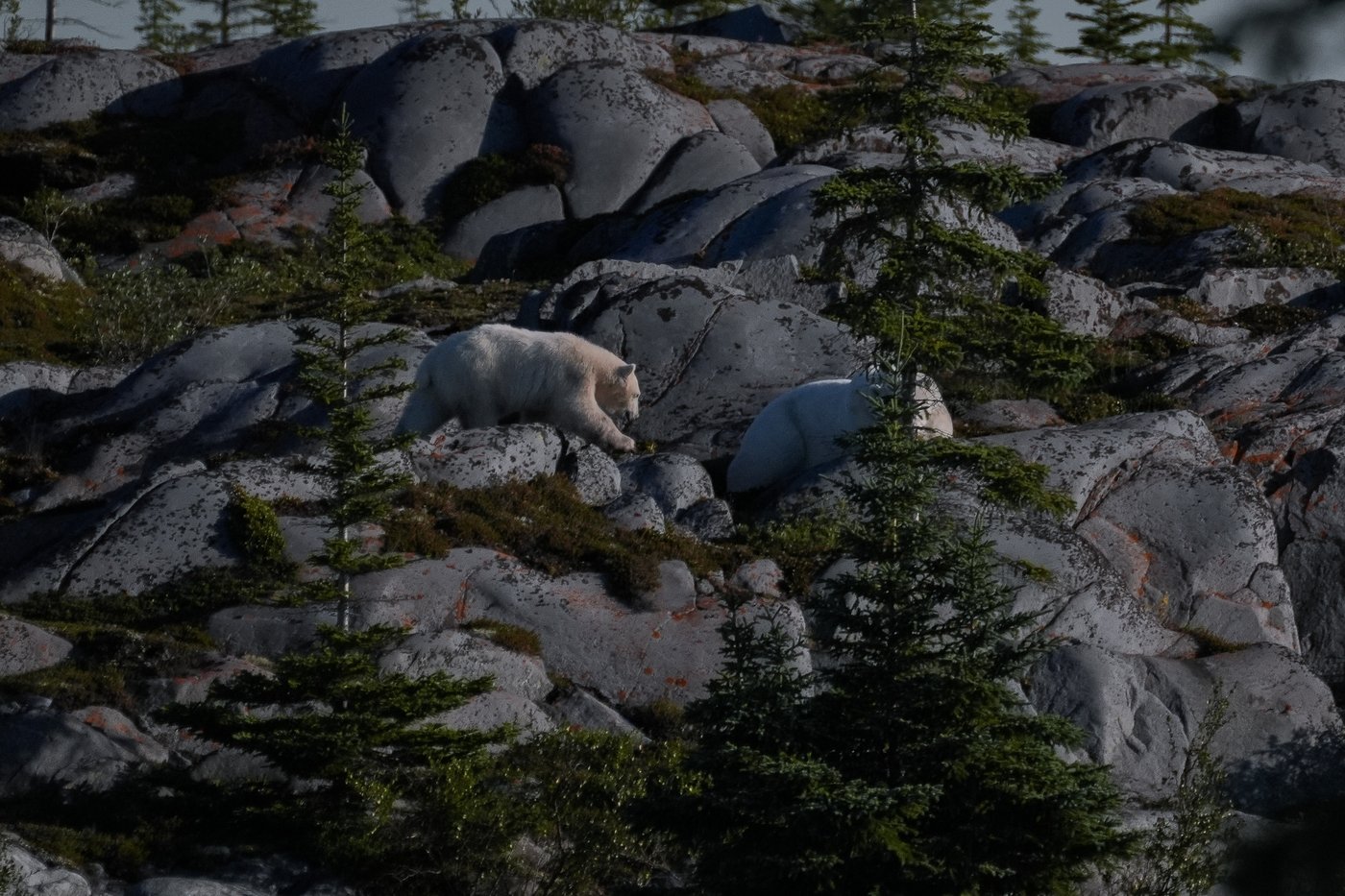 In the gateway to the Arctic, fat, ice and polar bears are crucial. All three are in trouble | iNFOnews.ca