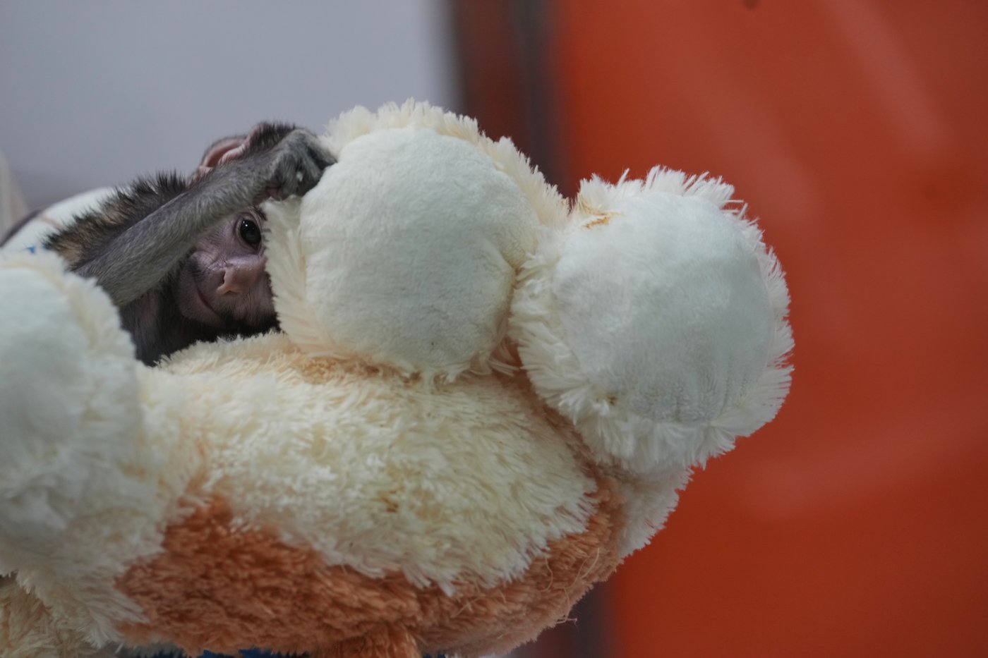 Meet Yuji, the Mexican baby monkey finding comfort in a plush companion | iNFOnews.ca Meet Yuji, the Mexican baby monkey finding comfort in a plush companion | iNFOnews.ca
