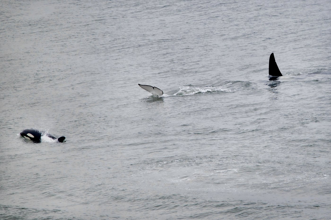 How Vancouver's urban orcas create connections and community among followers | iNFOnews.ca How Vancouver's urban orcas create connections and community among followers | iNFOnews.ca