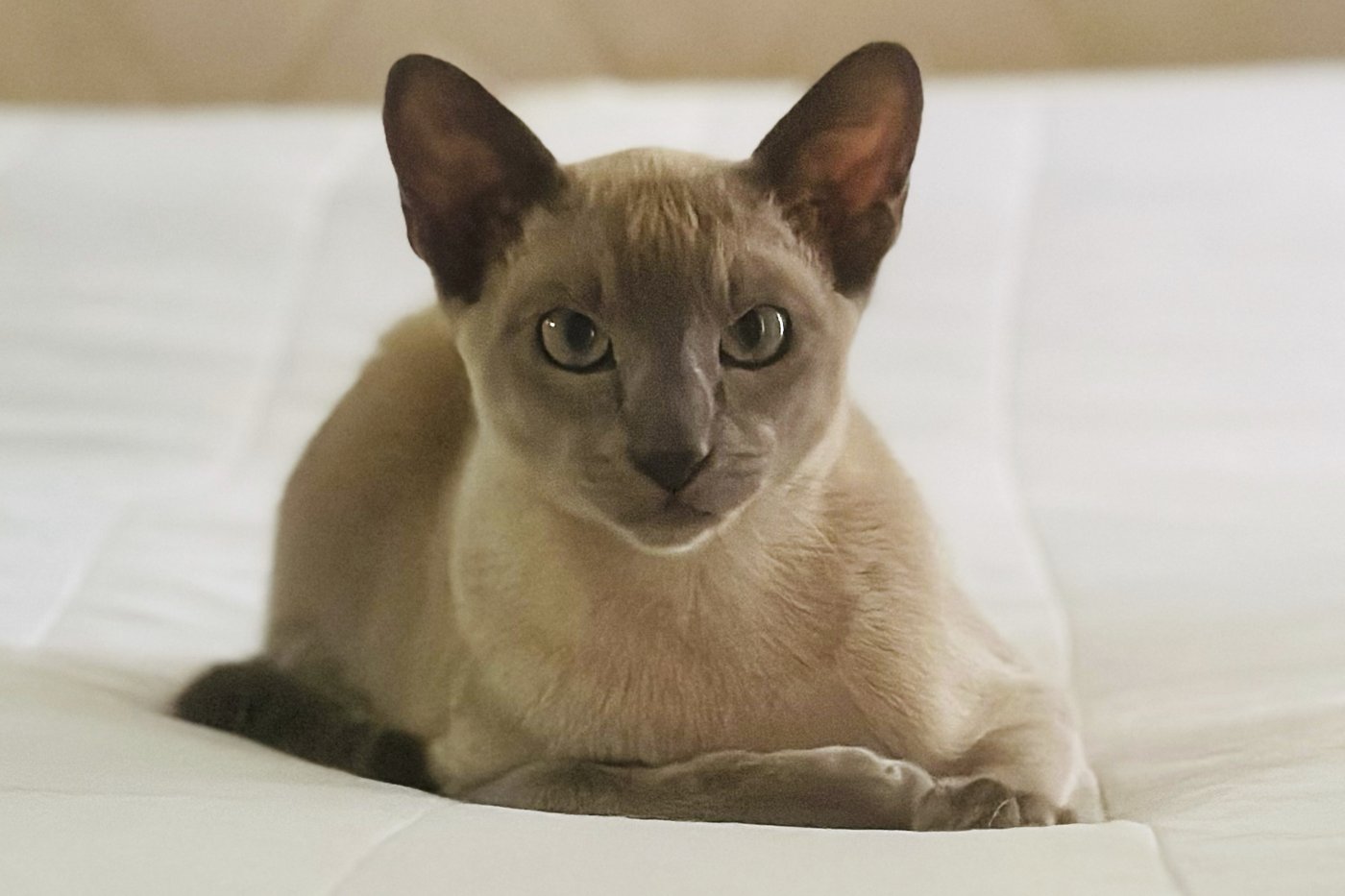 A cat named Leonardo da Pinchy doesn’t want your affection. He wants to steal your underwear | iNFOnews.ca