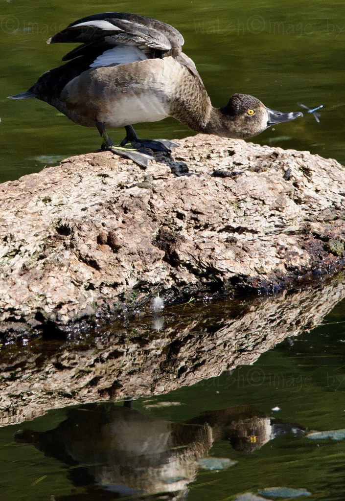 iN PHOTOS: Ducks you can spot year-round in Thompson-Okanagan | iNFOnews.ca