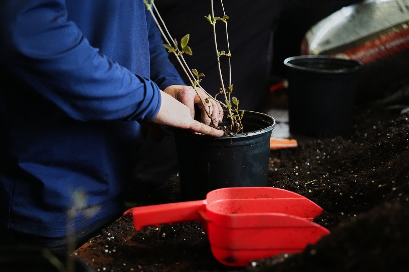 Trees are magic. In Newport, volunteers are working to expand their healthy reach | iNFOnews.ca