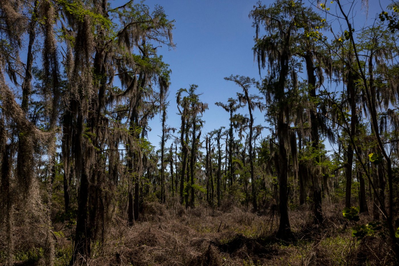 Barataria Preserve was damaged by Hurricane Ida. Five years later, repairs have begun | iNFOnews.ca Barataria Preserve was damaged by Hurricane Ida. Five years later, repairs have begun | iNFOnews.ca