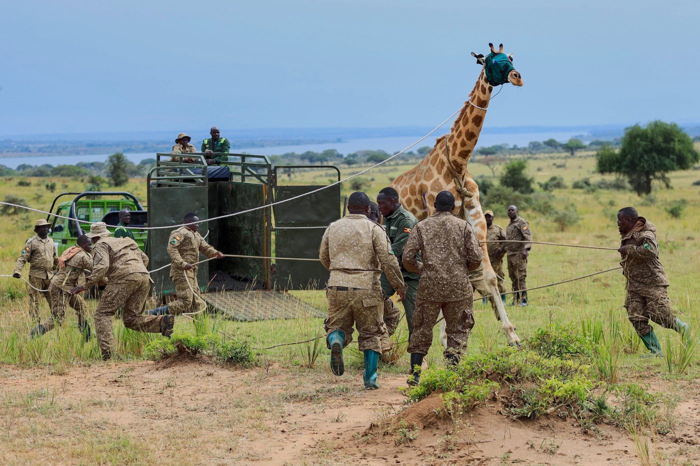 Giraffes given a new home in Uganda to escape oil drilling in the country's largest park | iNFOnews.ca