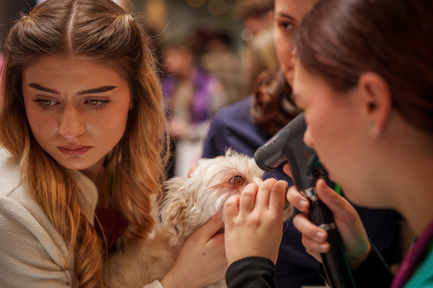 Photos of pets dressed up in costumes for Romania’s annual animal expo | iNFOnews.ca