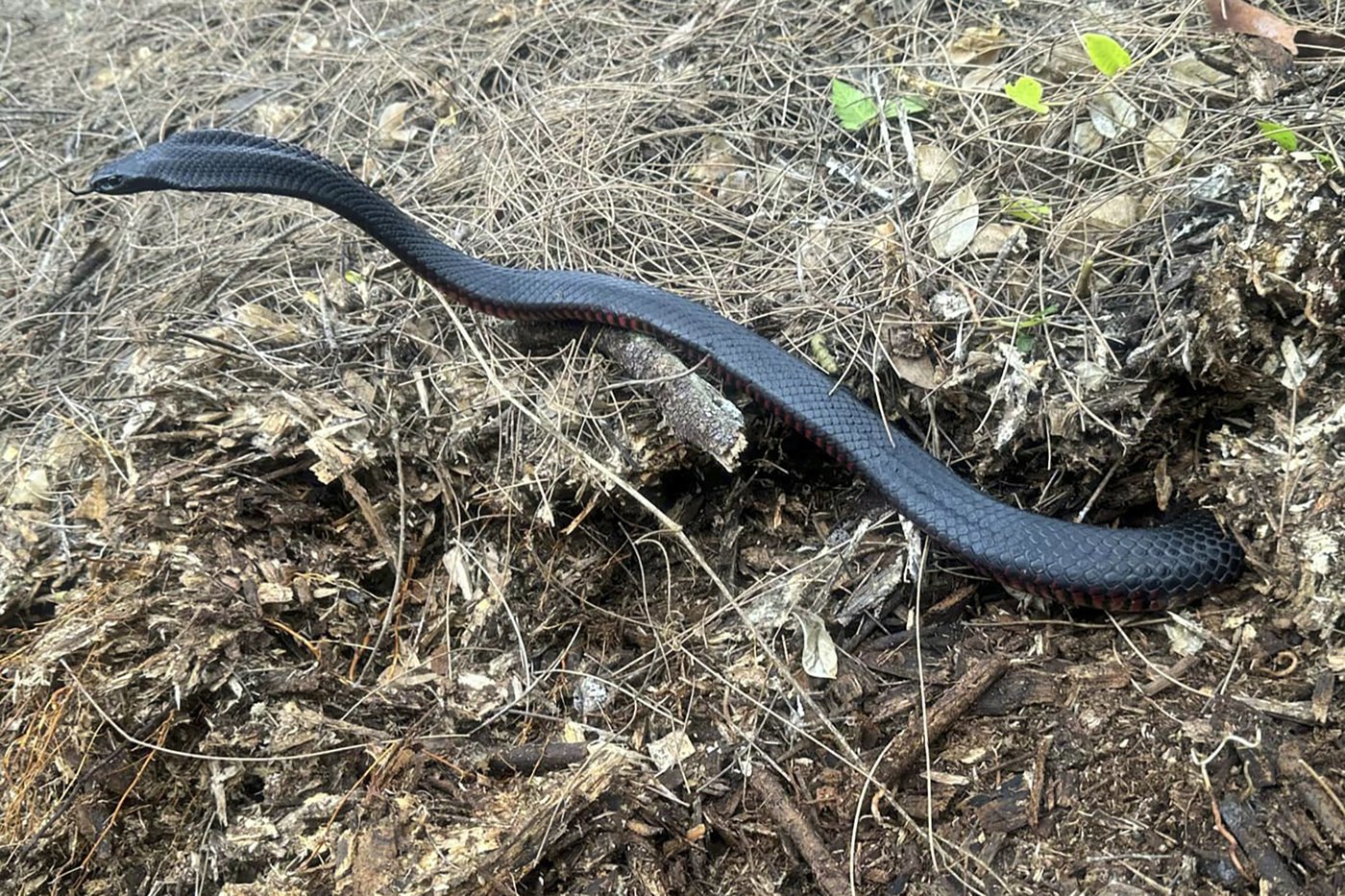 The number of venomous snakes removed from this Australian yard will make you shudder | iNFOnews.ca The number of venomous snakes removed from this Australian yard will make you shudder | iNFOnews.ca