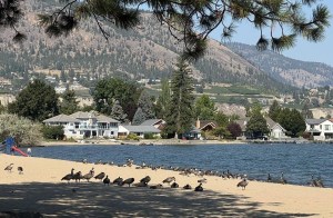 A flock of geese is on a beach at a lake.