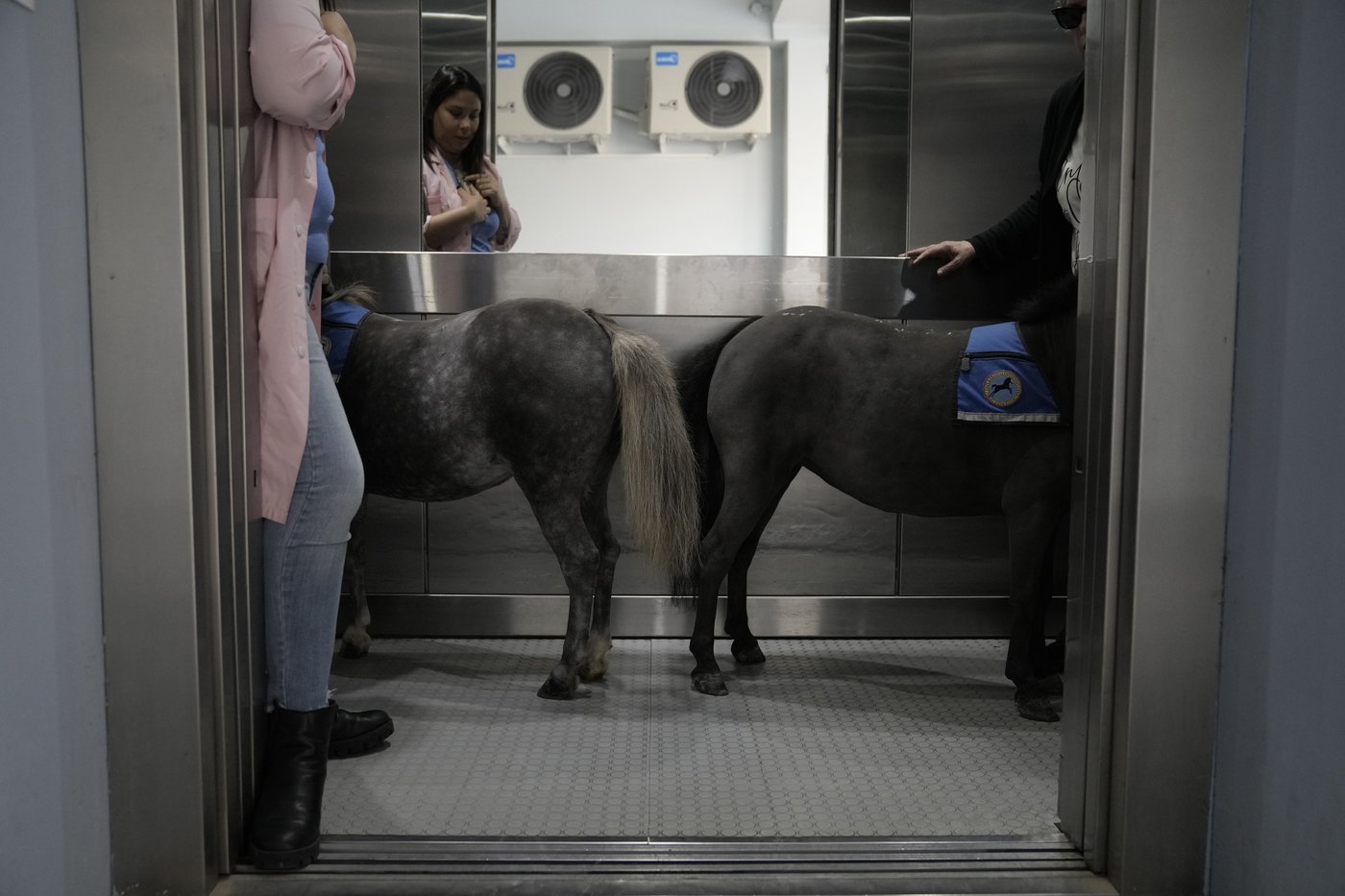 Greece's only miniature therapy horses bring joy to many, but their charity is struggling | iNFOnews.ca