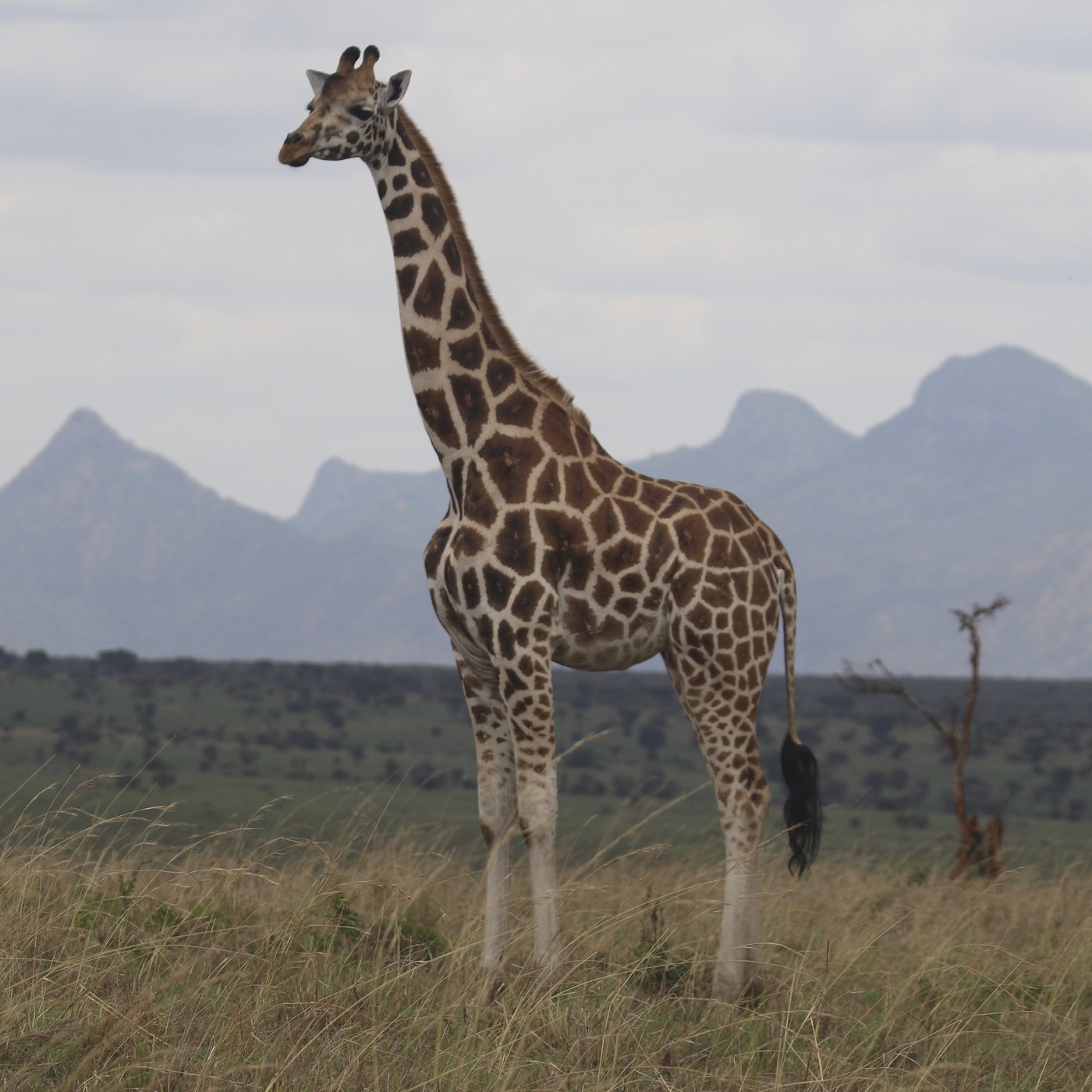 How many giraffe species are in Africa? New scientific analysis quadruples the count | iNFOnews.ca