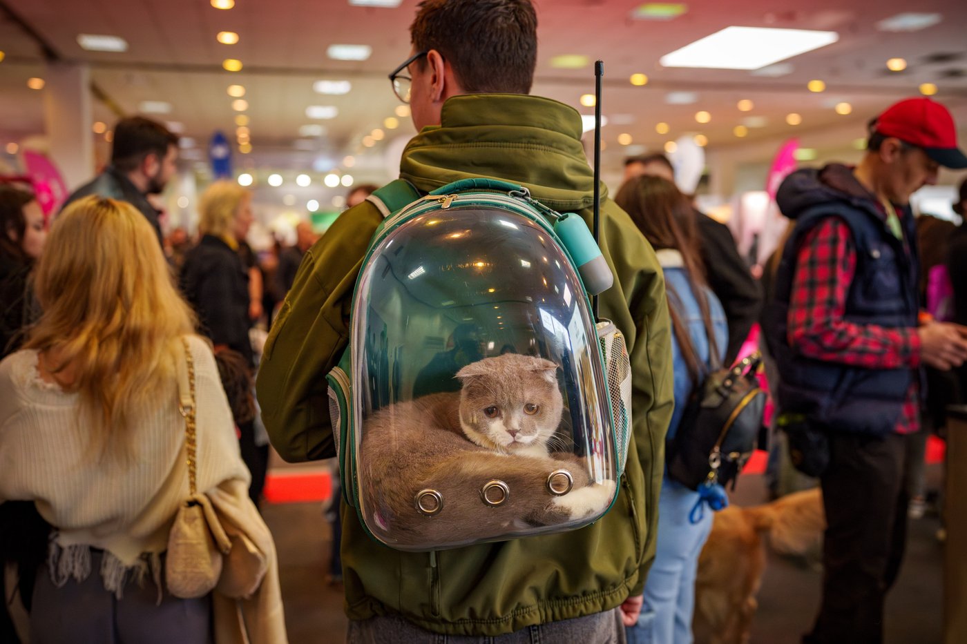 Photos of pets dressed up in costumes for Romania’s annual animal expo | iNFOnews.ca