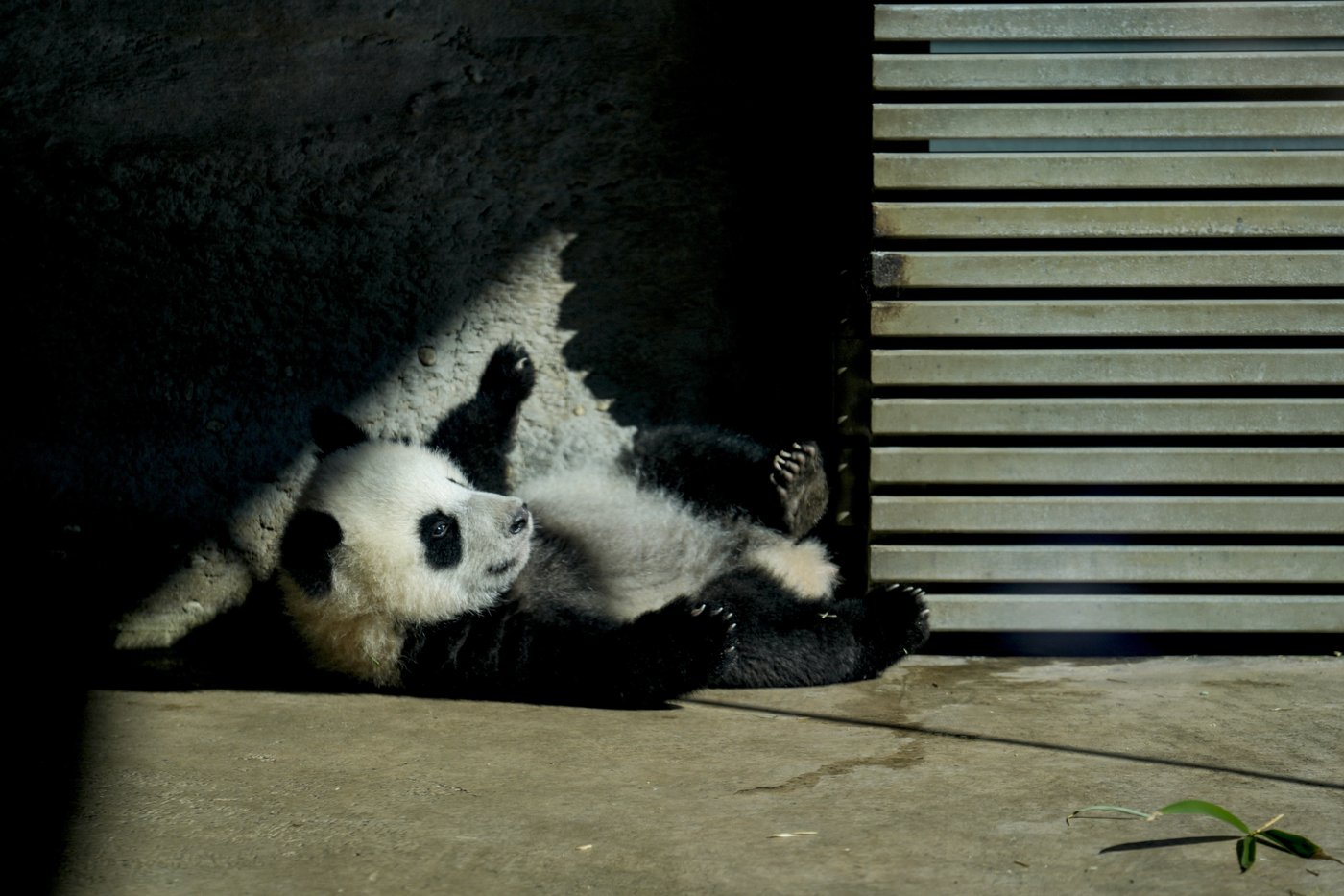 PHOTO COLLECTION: Germany Panda Cubs Outdoors | iNFOnews.ca
