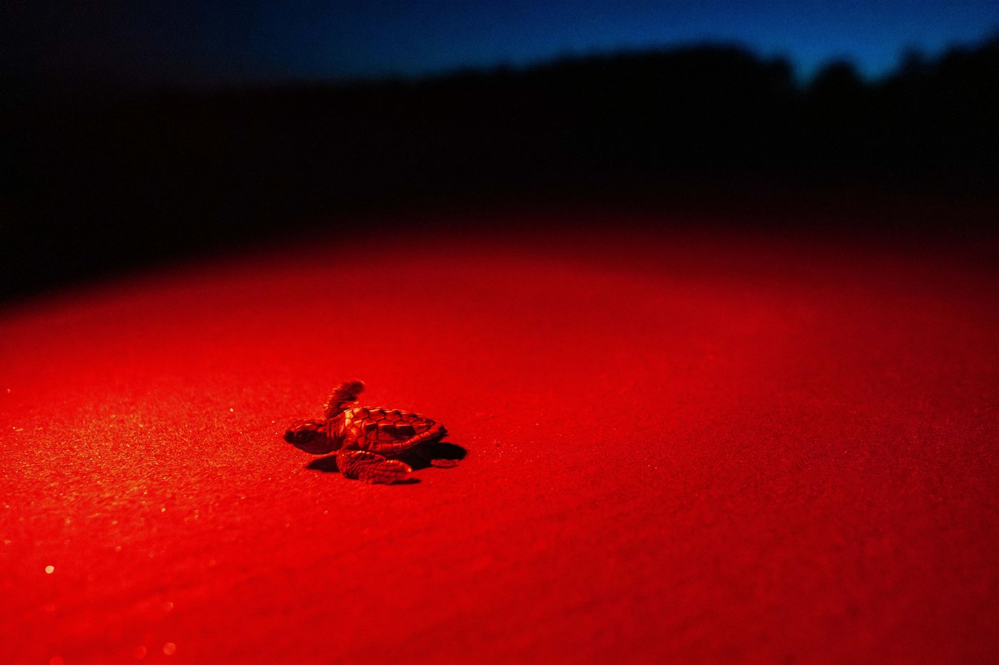 Peek inside Georgia’s record-setting sea turtle nesting season | iNFOnews.ca