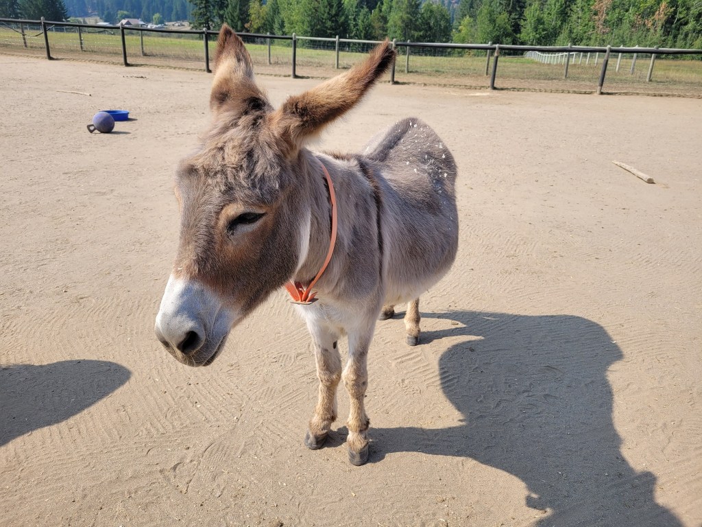 iN PHOTOS: Rescued senior donkeys in Shuswap need support as winter approaches | iNFOnews.ca