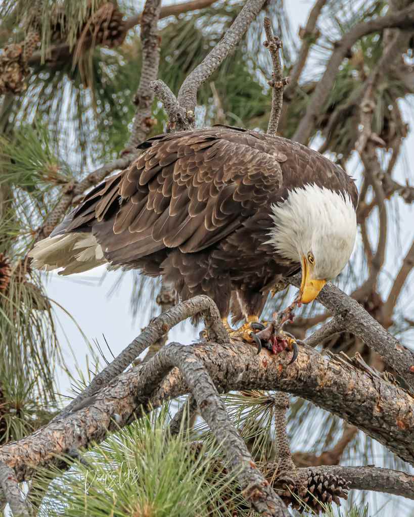 iN PHOTOS: Moments between a pair of eagles in West Kelowna | iNFOnews.ca
