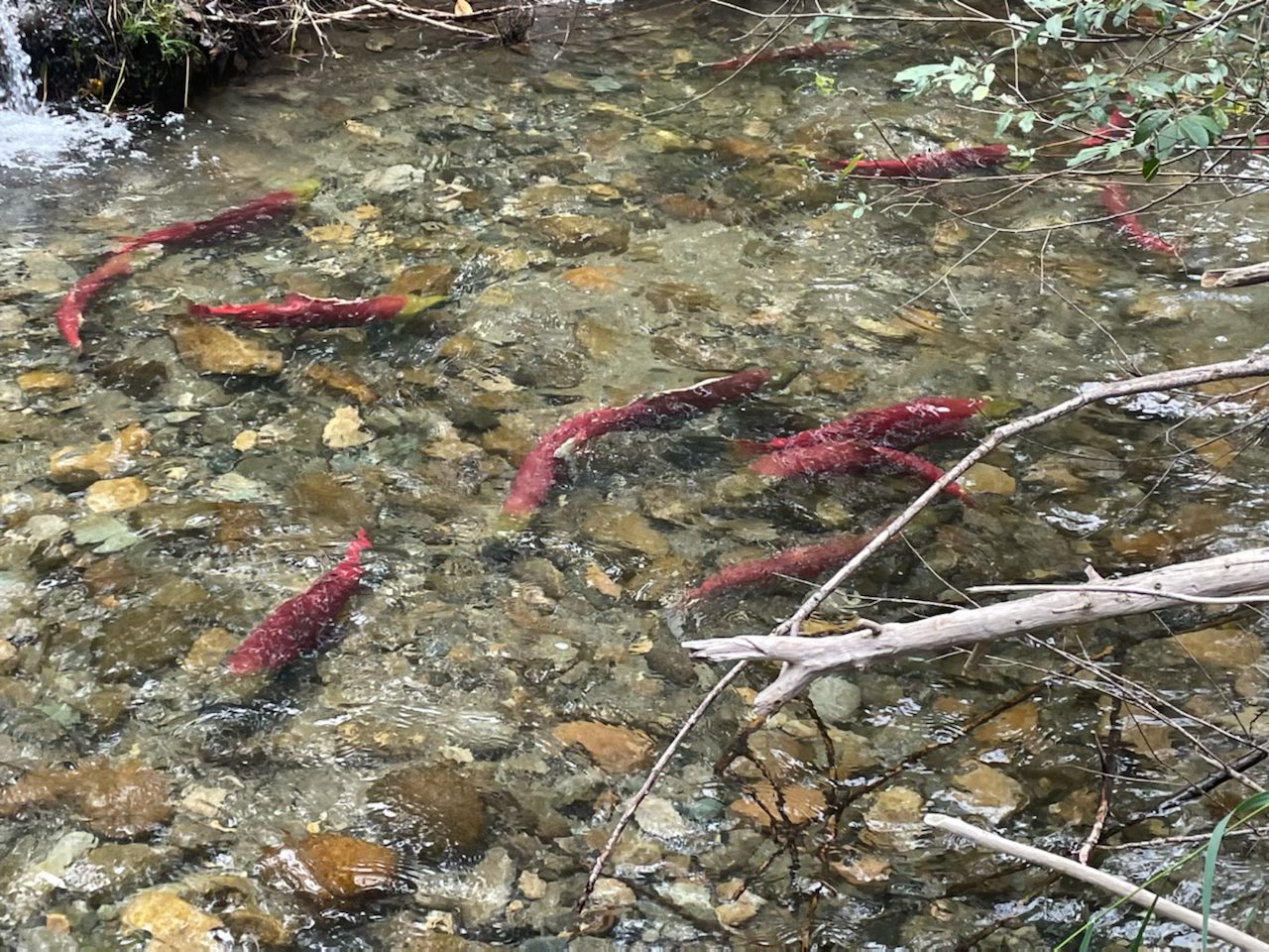 Numerous red sockeye salmon swim in a shallow, clear river.