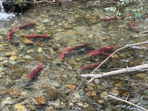 Numerous red sockeye salmon swim in a shallow, clear river.