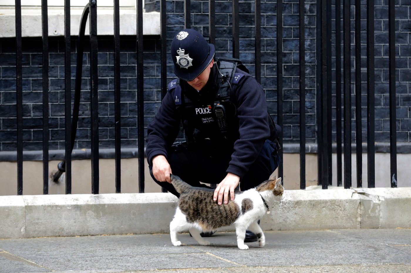 Larry the cat, Britain's Chief Mouser at 10 Downing Street for 15 years, in photos | iNFOnews.ca