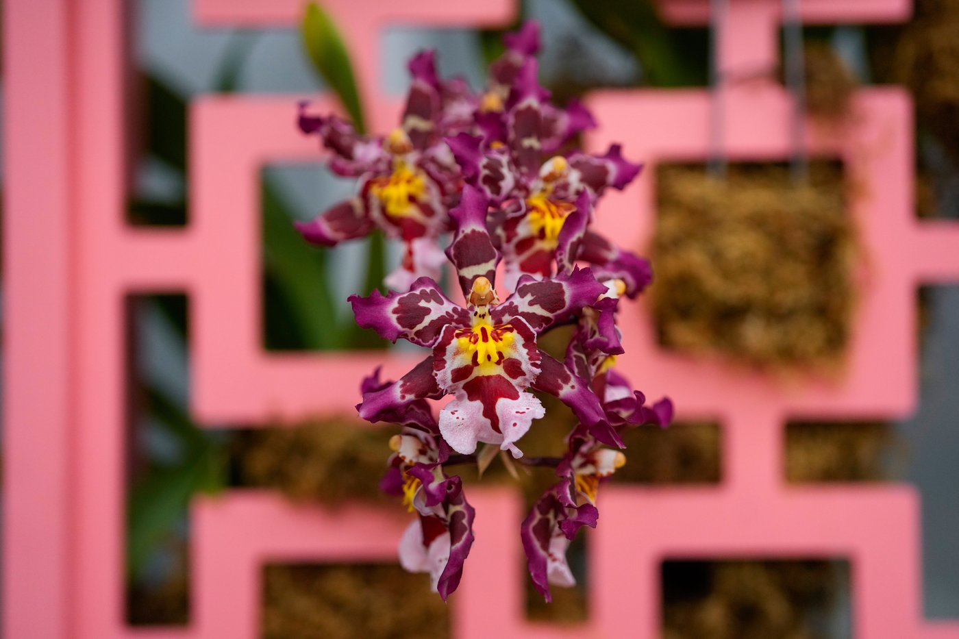 Photos of retro '70s-themed orchids show in Chicago | iNFOnews.ca