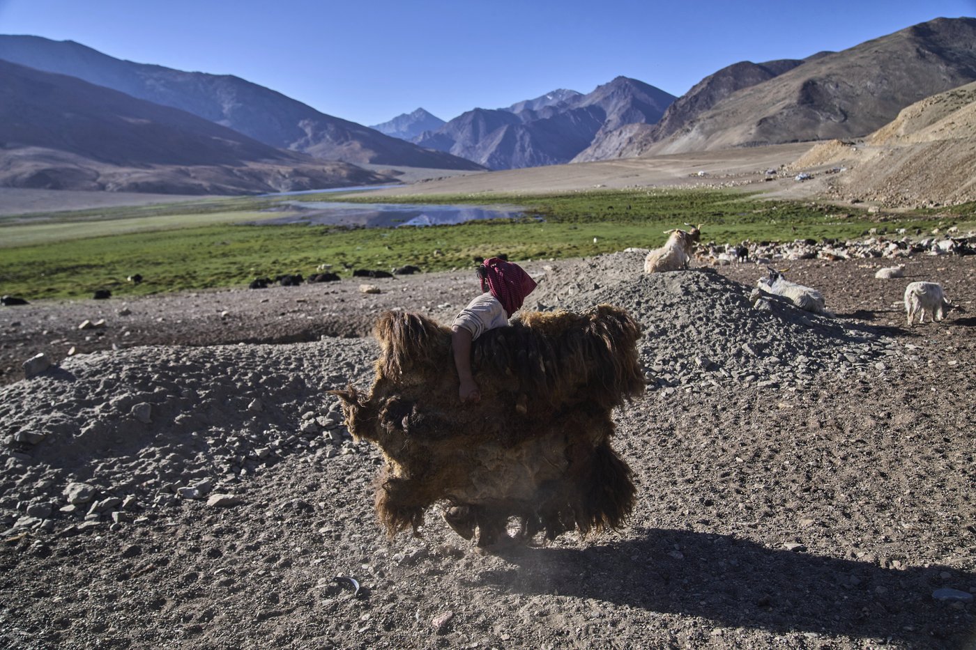 High in India’s Himalayan mountains, yak herders struggle to survive a warming world | iNFOnews.ca