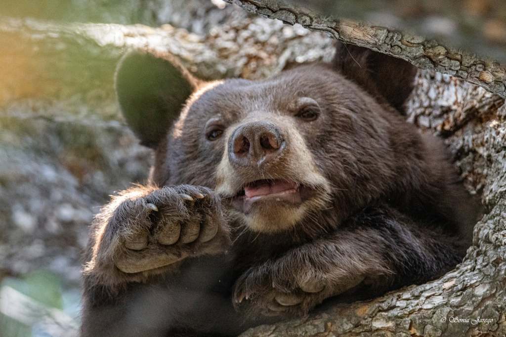 iN PHOTOS: Black bears lounge and snooze in Thompson-Okanagan trees | iNFOnews.ca iN PHOTOS: Black bears lounge and snooze in Thompson-Okanagan trees | iNFOnews.ca