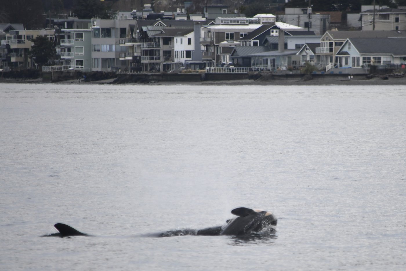 'She has lost someone dear': Professor hopes orca's 'grief swim' spurs ethics rethink | iNFOnews.ca