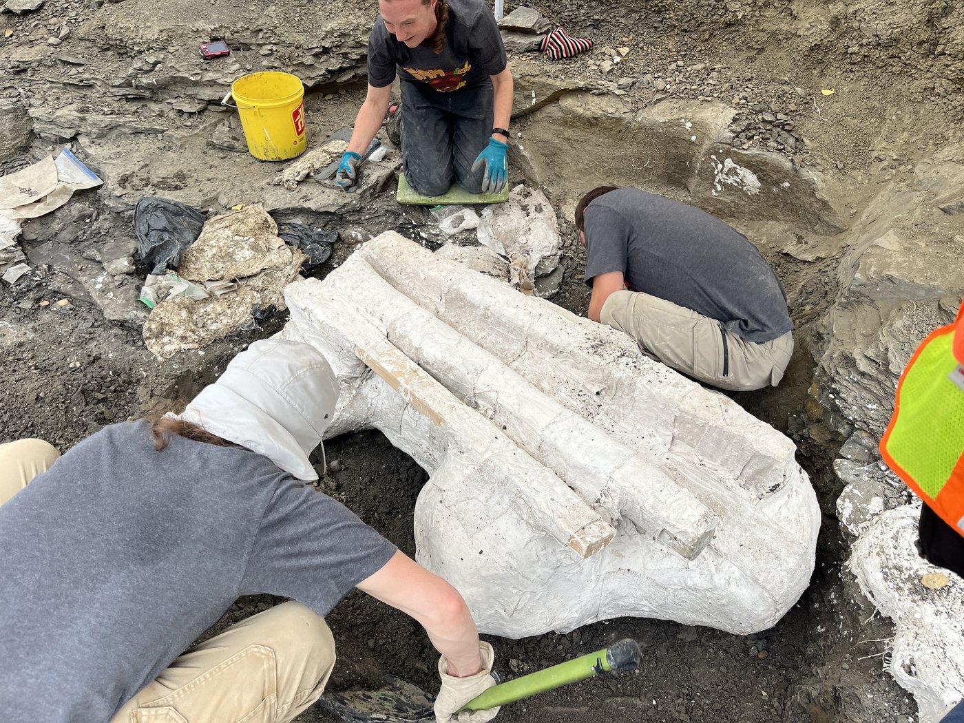 'Big Sam': Paleontologists unearth giant skull of Pachyrhinosaurus in Alberta | iNFOnews.ca 'Big Sam': Paleontologists unearth giant skull of Pachyrhinosaurus in Alberta | iNFOnews.ca