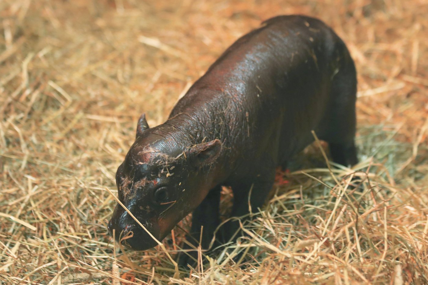 2 adorable pygmy hippos pitted against each other in cuteness contest | iNFOnews.ca 2 adorable pygmy hippos pitted against each other in cuteness contest | iNFOnews.ca