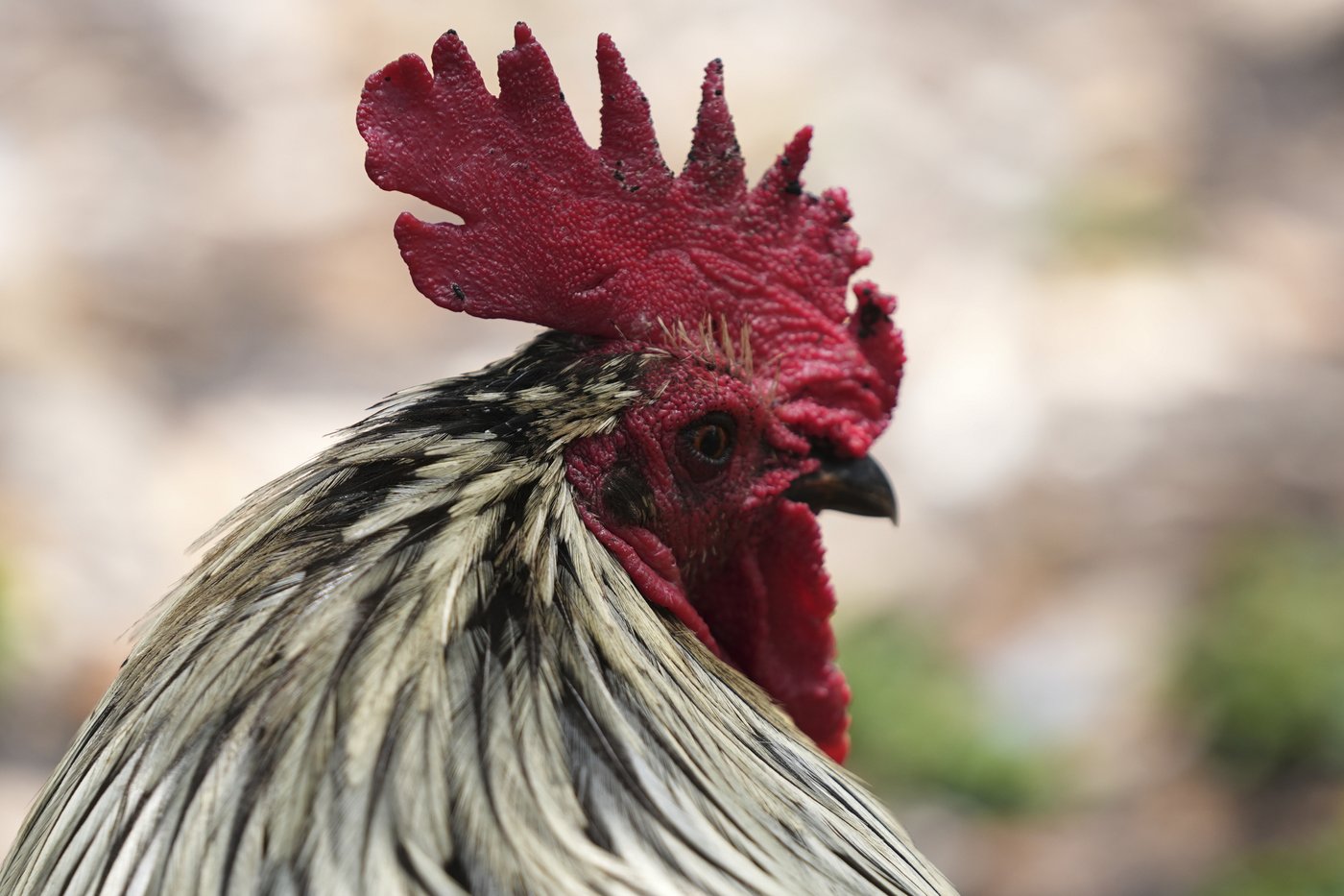 Wild chickens take over Miami while some embrace roosters as a cultural symbol | iNFOnews.ca Wild chickens take over Miami while some embrace roosters as a cultural symbol | iNFOnews.ca