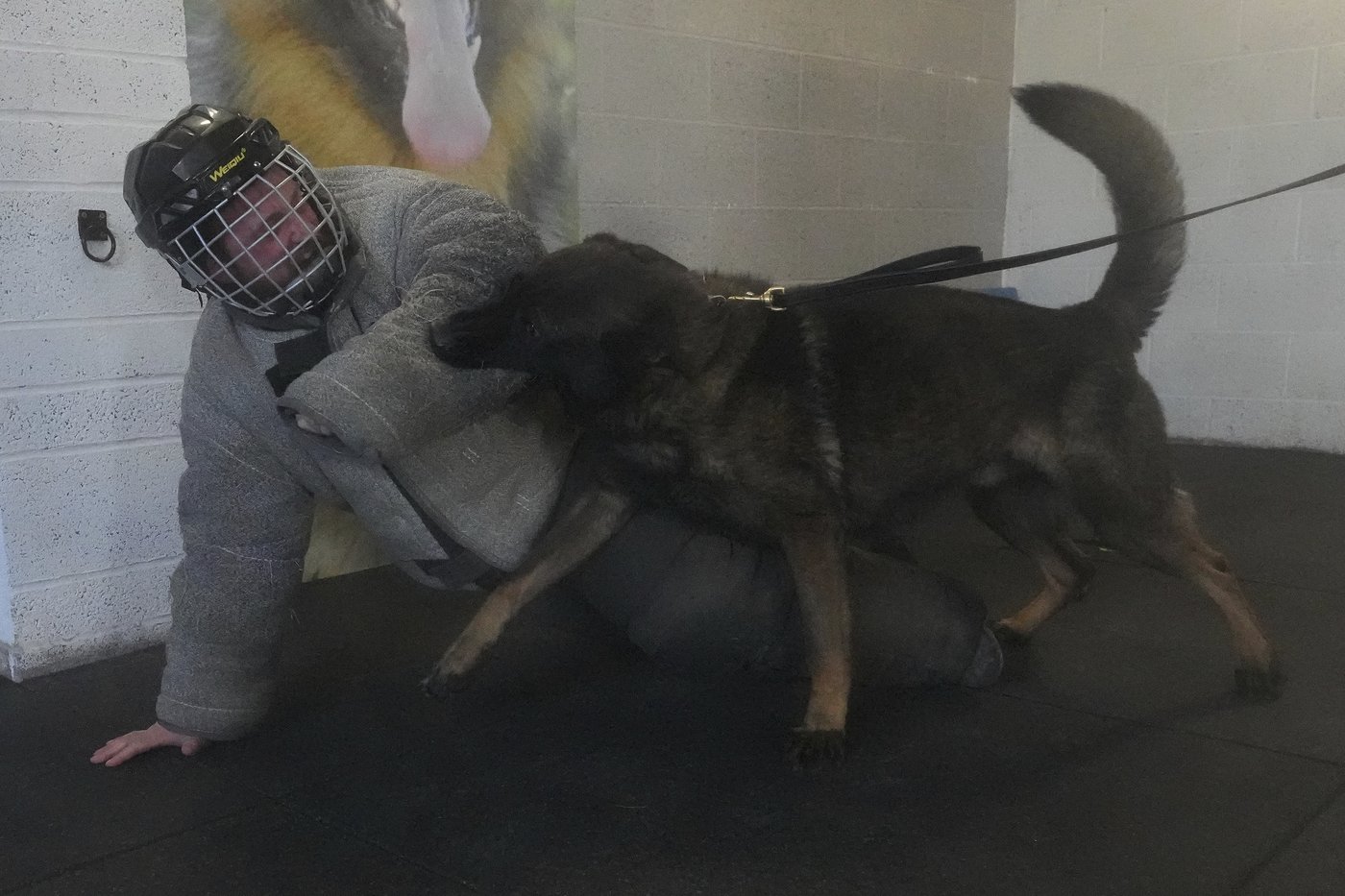 Pets with a toolkit: Protection dogs train to handle burglars as sports stars boost home security | iNFOnews.ca