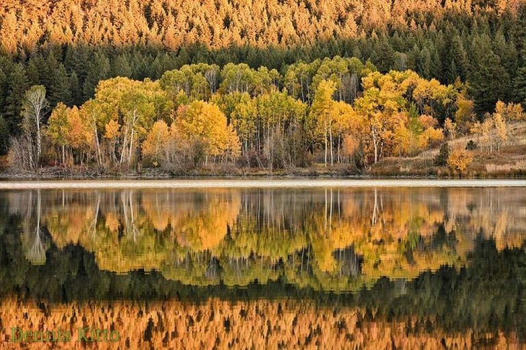 A landscape shows leafy trees turning from green to gold reflected on a still lake.