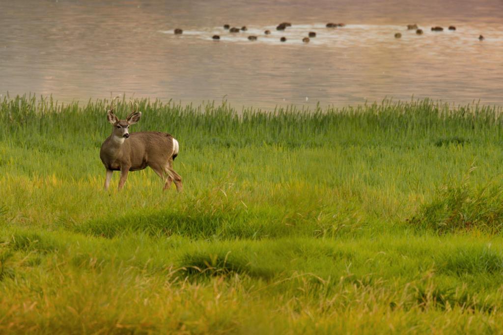 iN PHOTOS: In and around Okanagan, Kamloops wetlands | iNFOnews.ca