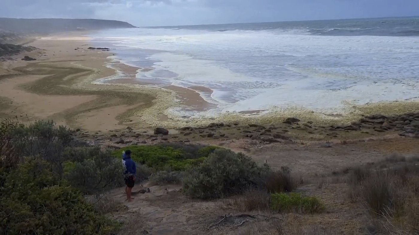 Strange foam and dead fish wash ashore at 2 Australian beaches as surfers fall sick | iNFOnews.ca