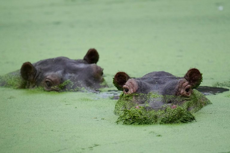 Colombians are divided over the fate of hippos linked to Pablo Escobar | iNFOnews.ca