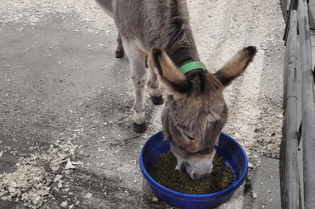 iN PHOTOS: Rescued senior donkeys in Shuswap need support as winter approaches | iNFOnews.ca
