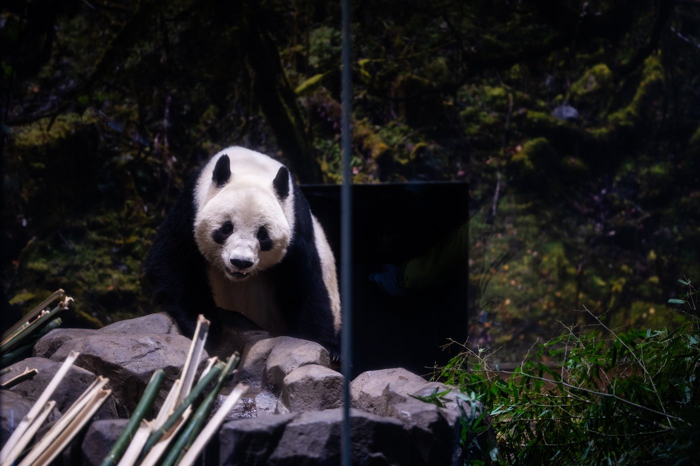 Photos shows Japan's love of pandas as twins Xiao Xiao and Lei Lei return to China | iNFOnews.ca