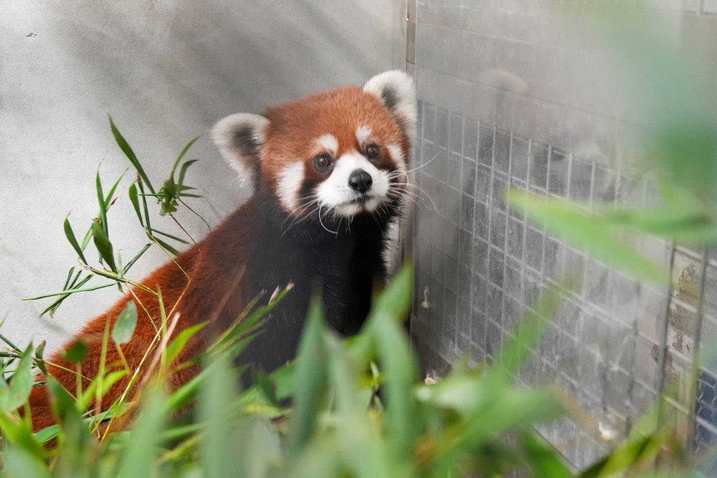 Taipei Zoo welcomes a pair of red pandas from China, first in over a decade | iNFOnews.ca