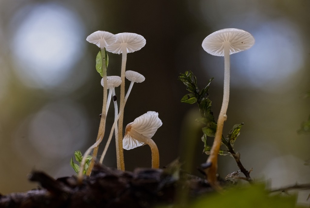 iN PHOTOS: Vernon photographer zooms in on miniature world of mushrooms | iNFOnews.ca iN PHOTOS: Vernon photographer zooms in on miniature world of mushrooms | iNFOnews.ca